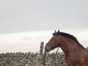 Close-up of horse standing against sky