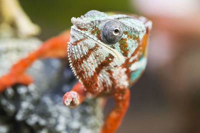 Close-up of chameleon