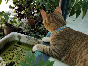 Cat relaxing on potted plant