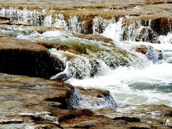 Scenic view of waterfall