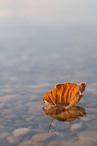 Close-up of dry leaf floating on water