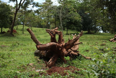 Dead tree trunk in forest