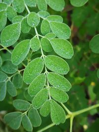 Close-up of green leaves