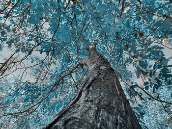 Low angle view of bare tree against blue sky