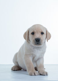 Portrait of puppy against white background