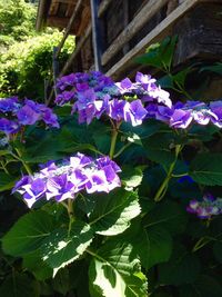 Close-up of purple flowers blooming outdoors