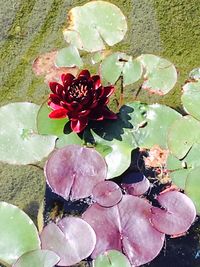 Close-up of lotus water lily in pond