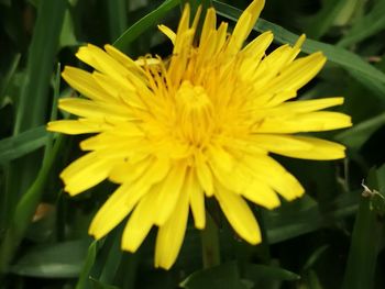 Close-up of yellow flower blooming outdoors