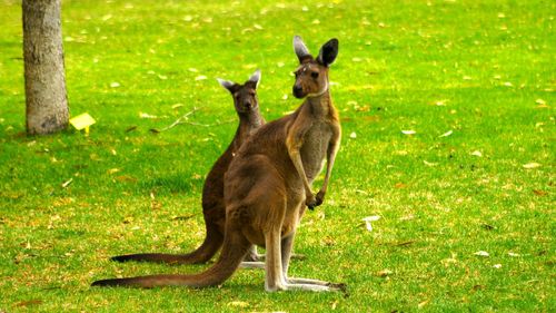 Joey and kangaroo on grassy field