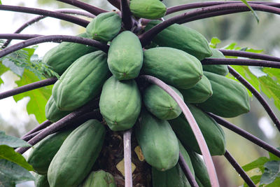 Close-up of fruits growing on tree