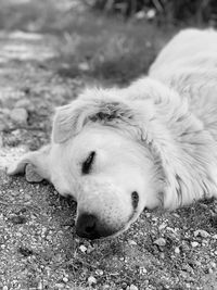 Close-up of dog sleeping