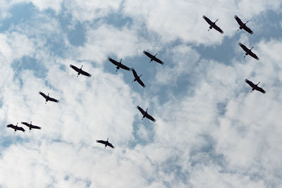 Low angle view of birds flying in sky