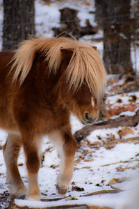 Horse in a snow