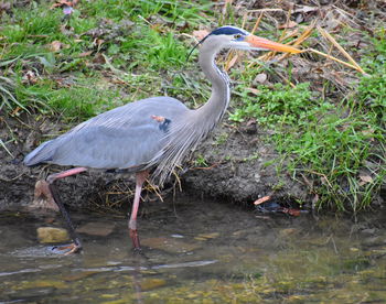 High angle view of gray heron in lake