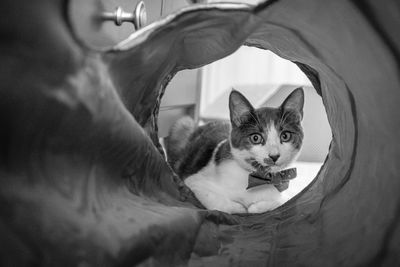 Portrait of cat relaxing on floor