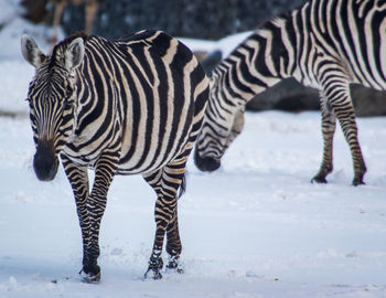 Zebras standing in a field