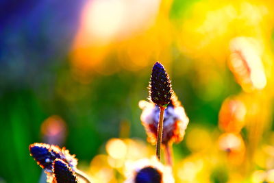 Close-up of butterfly pollinating on purple flower