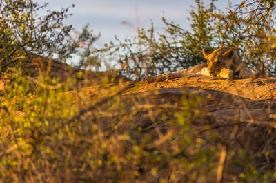 Lion cub resting in the wild