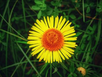 Close-up of yellow flower