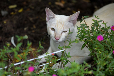 cat