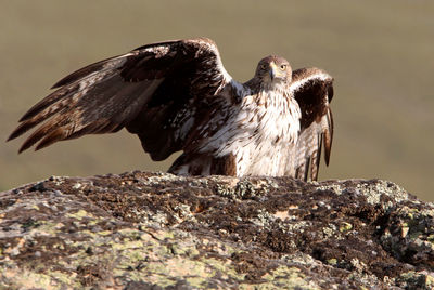 Close-up of bird perching on rock