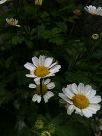 Close-up of white flowers blooming outdoors