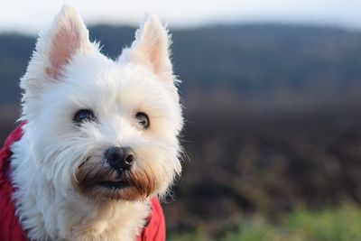 Close-up portrait of white dog