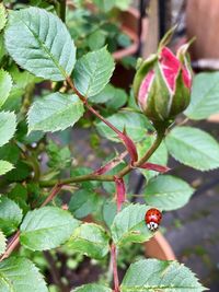 Close-up of ladybug on plant