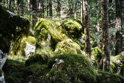 Trees growing in forest