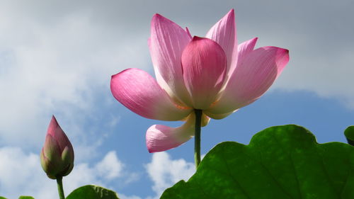 Close-up of pink lotus water lily