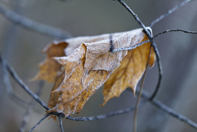 Close-up of dry  frozen leaves on snow
