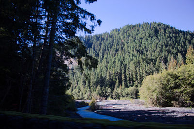 Scenic view of river amidst trees against sky