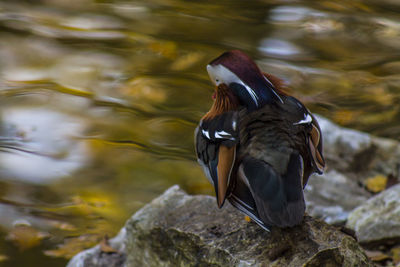 Close-up of duck standing on rock by lake