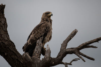 Low angle view of eagle perching on tree against sky