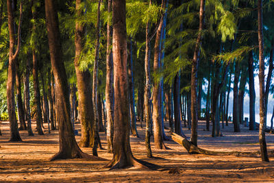 Trees in forest