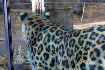 Close-up of tiger in cage at zoo