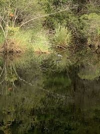 Scenic view of lake in forest