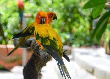 Close-up of parrots perching on branch