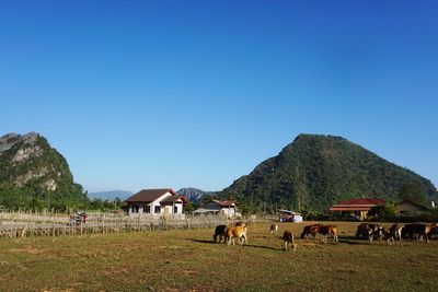 View of cows on landscape against clear sky