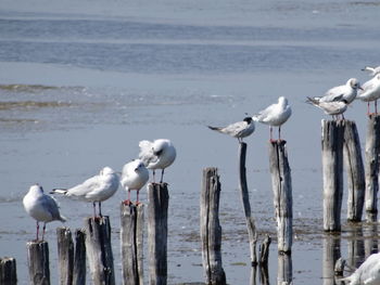 Seagulls perching on wooden post at beach