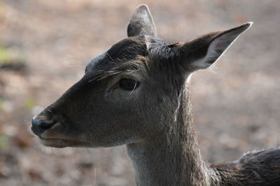 Close-up portrait of horse