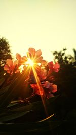 Close-up of flowers against sun