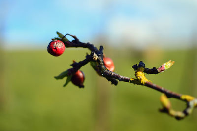 Close-up of berries on plant