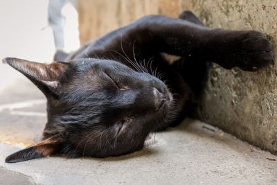 Close-up of black cat sleeping