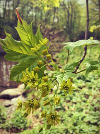 Close-up of yellow flowers