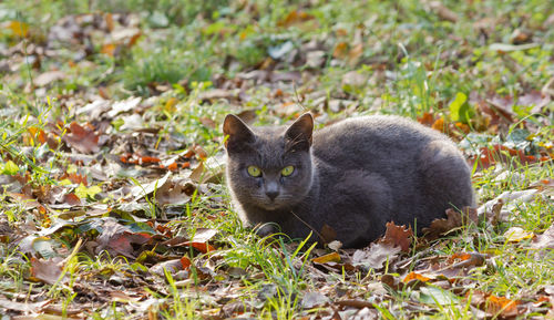 Portrait of black cat on field