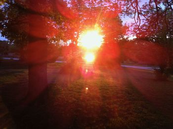 Trees in sunlight