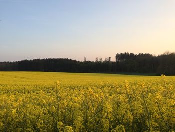 Scenic view of oilseed rape field against sky