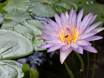 Close-up of lotus water lily blooming outdoors
