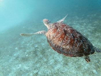 High angle view of turtle swimming in sea